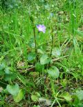 Vinca major